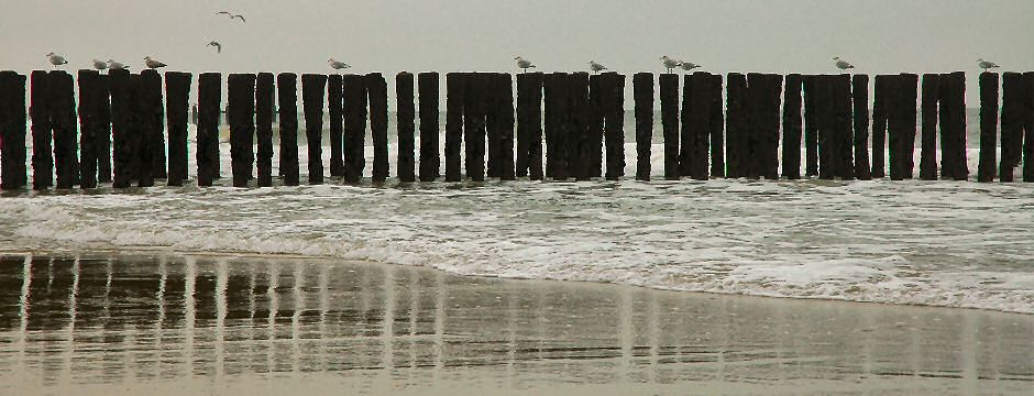 M&ouml;ven am Strand