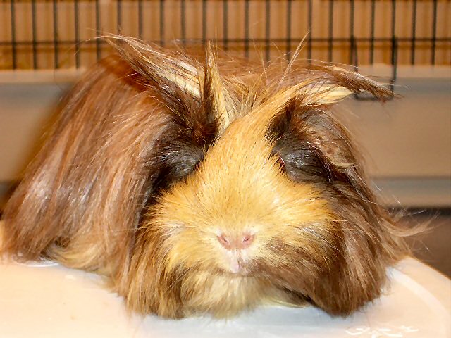 Cimmy als "Teufelsschwein"