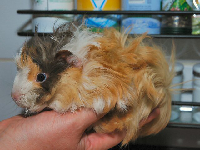 Sweety, frisch angekommen