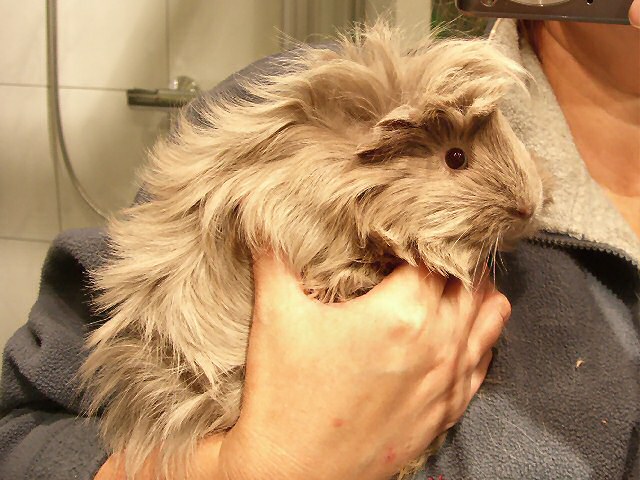 Miss Lillyfee im Dezember