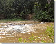 ... on the other side of the river were about 20 hippos.