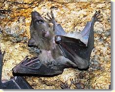 ... we saw over TEN THOUSAND bats.